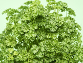 Gartencenter Kremer. Die Naturtalente | Sunny Herbs Petersilie kraus