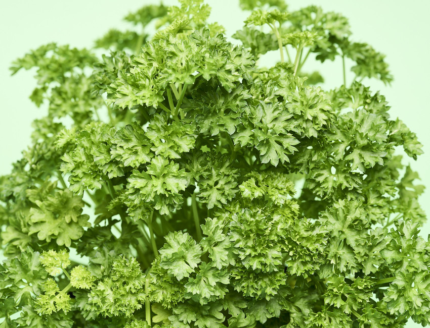 Gartencenter Kremer. Die Naturtalente | Sunny Herbs Petersilie kraus