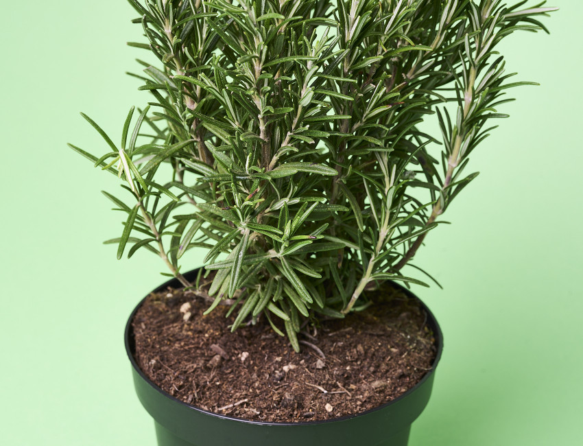 Gartencenter Kremer. Die Naturtalente | Sunny Herbs Rosmarin