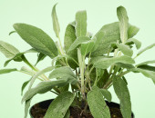 Gartencenter Kremer. Die Naturtalente | Sunny Herbs Salbei