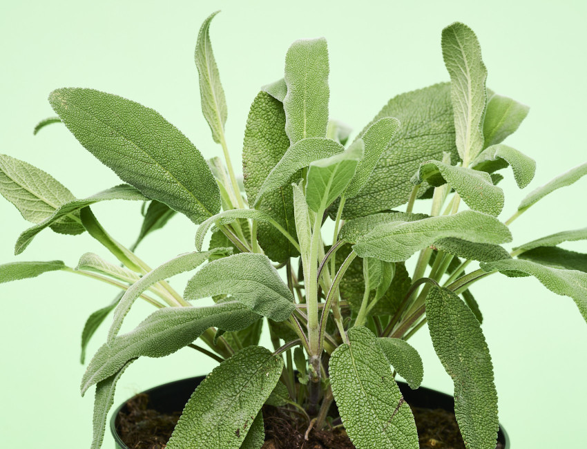 Gartencenter Kremer. Die Naturtalente | Sunny Herbs Salbei