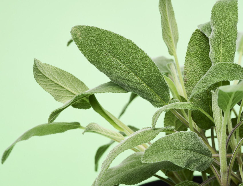 Gartencenter Kremer. Die Naturtalente | Sunny Herbs Salbei