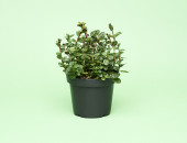 Gartencenter Kremer. Die Naturtalente | Sunny Herbs Schokominze