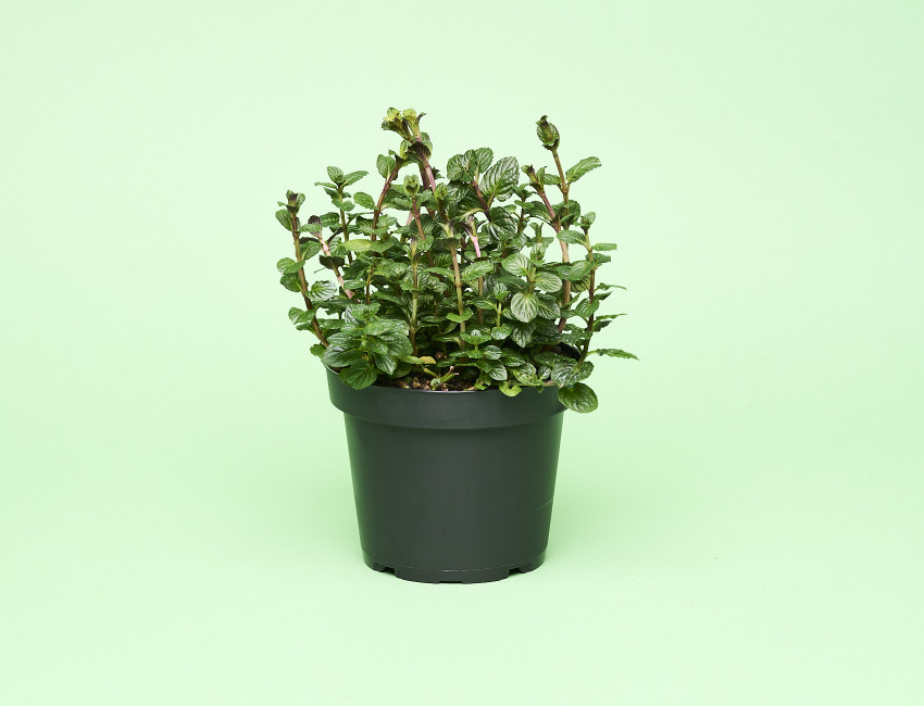 Gartencenter Kremer. Die Naturtalente | Sunny Herbs Schokominze