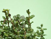 Gartencenter Kremer. Die Naturtalente | Sunny Herbs Schokominze