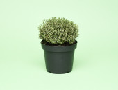 Gartencenter Kremer. Die Naturtalente | Sunny Herbs Thymian