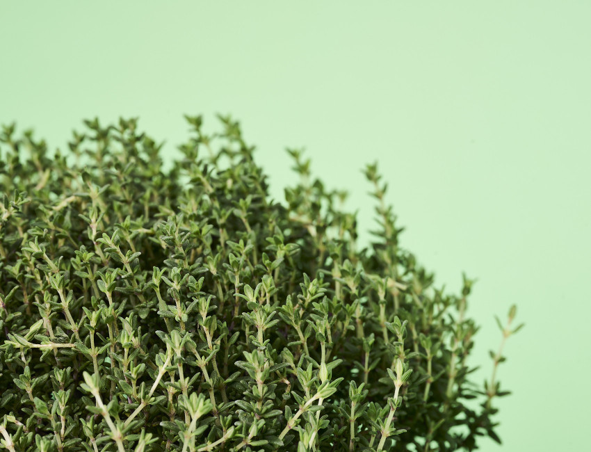 Gartencenter Kremer. Die Naturtalente | Sunny Herbs Thymian