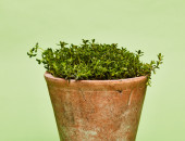Gartencenter Kremer. Die Naturtalente | Sunny Herbs Winterbohnenkraut