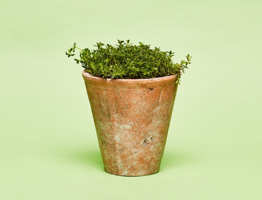 Gartencenter Kremer. Die Naturtalente | Sunny Herbs Winterbohnenkraut