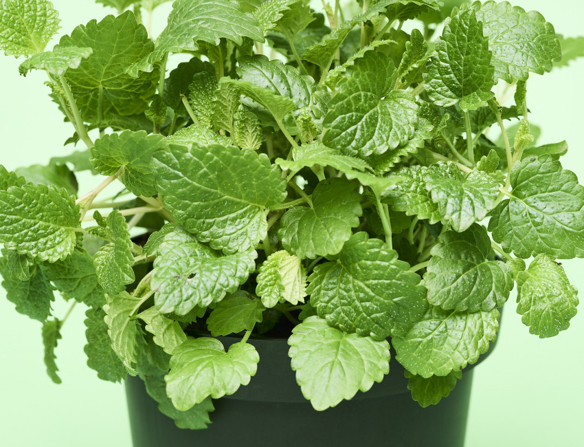 Gartencenter Kremer. Die Naturtalente | Sunny Herbs Zitronenmelisse