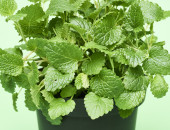Gartencenter Kremer. Die Naturtalente | Sunny Herbs Zitronenmelisse