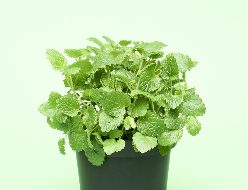 Gartencenter Kremer. Die Naturtalente | Sunny Herbs Zitronenmelisse