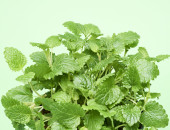 Gartencenter Kremer. Die Naturtalente | Sunny Herbs Zitronenmelisse