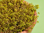 Gartencenter Kremer. Die Naturtalente | Sunny Herbs Zitronenthymian