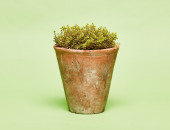 Gartencenter Kremer. Die Naturtalente | Sunny Herbs Zitronenthymian