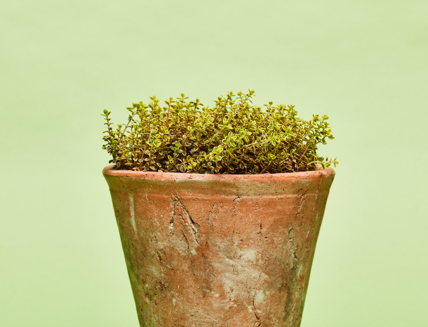 Gartencenter Kremer. Die Naturtalente | Sunny Herbs Zitronenthymian