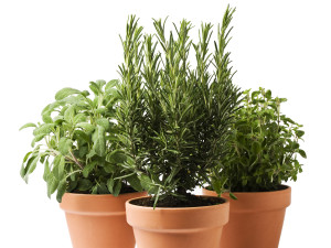 Gartencenter Kremer. Die Naturtalente | Sunny Herbs Angebot: 3 Stück nach Wahl