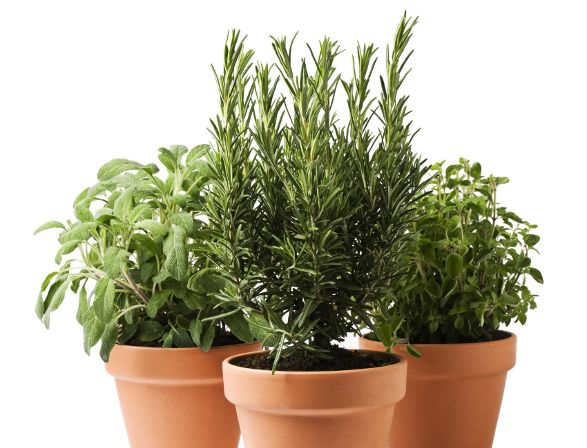 Gartencenter Kremer. Die Naturtalente | Sunny Herbs
