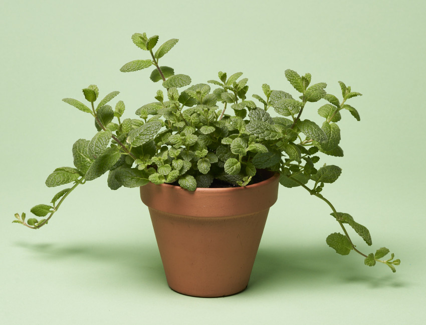 Gartencenter Kremer. Die Naturtalente | Volmary® Apfelminze ‘Pomo‘