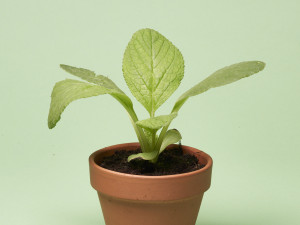 Gartencenter Kremer. Die Naturtalente | Volmary® Borretsch ‘Boris’