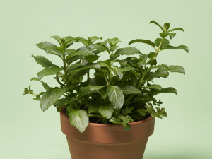 Gartencenter Kremer. Die Naturtalente | Volmary® Cocktail-Minze ‘Mojito’