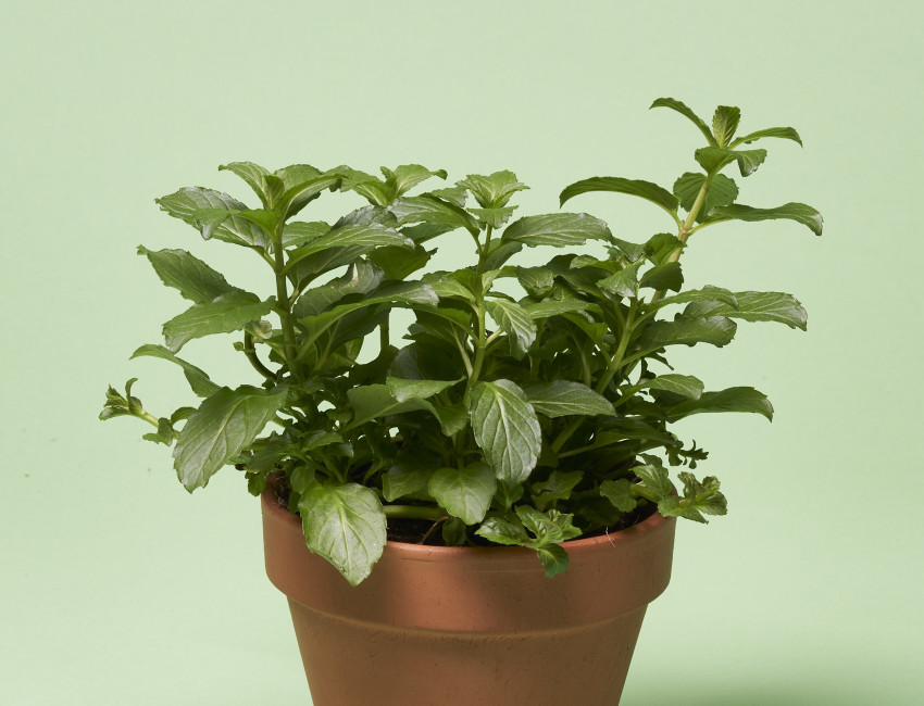 Gartencenter Kremer. Die Naturtalente | Volmary® Cocktail-Minze ‘Mojito’