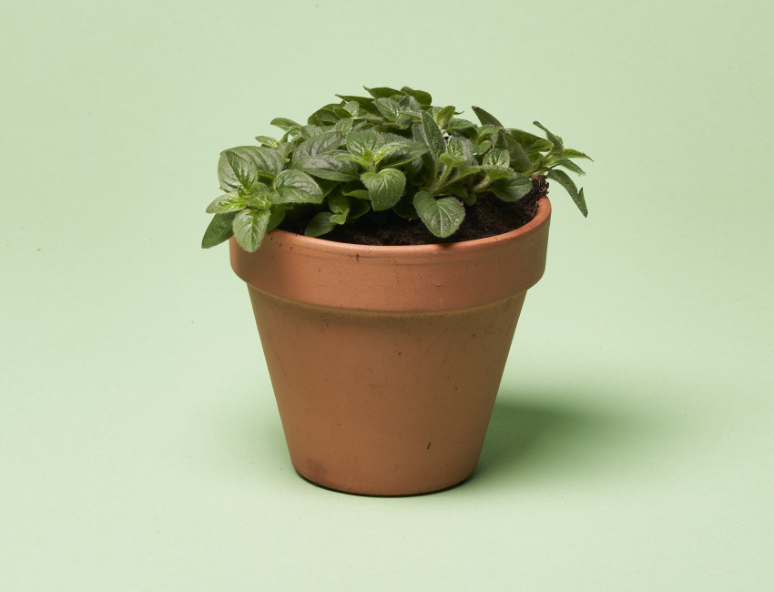 Gartencenter Kremer. Die Naturtalente | Volmary® Echter Oregano ‘Margeritha’