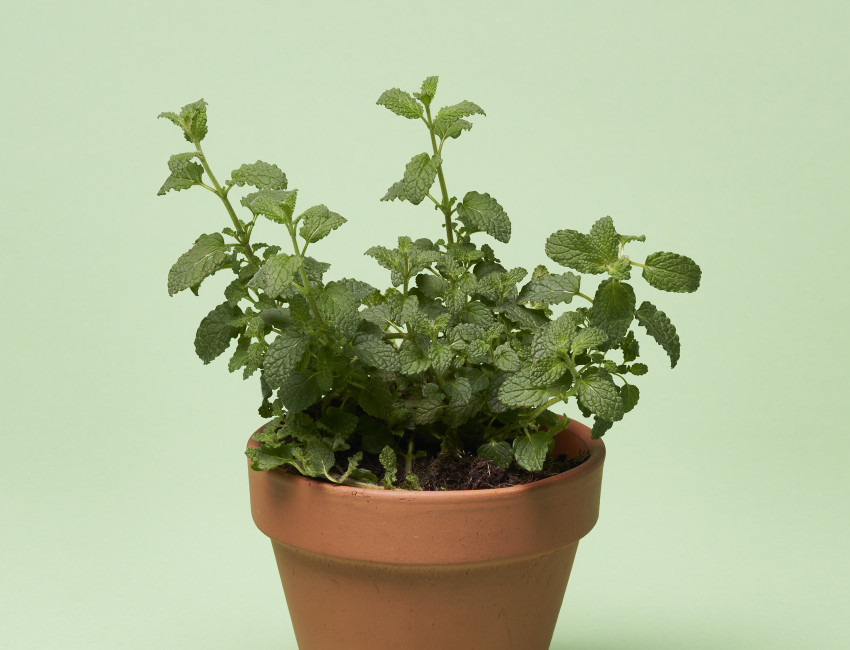 Gartencenter Kremer. Die Naturtalente | Volmary® Erdbeerminze ‘Almira®’