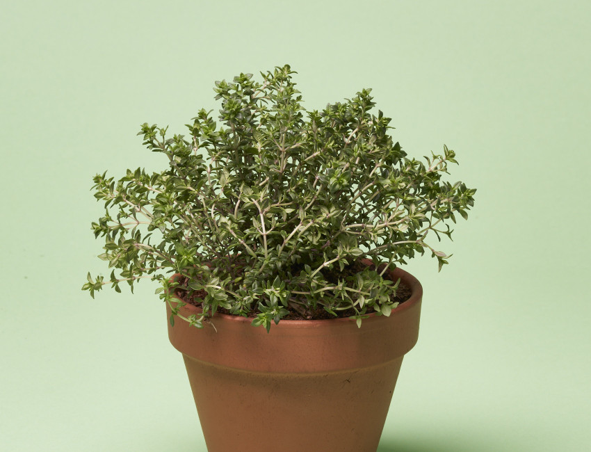 Gartencenter Kremer. Die Naturtalente | Volmary® Kugel-Thymian ‘Fredo’