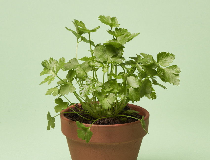 Gartencenter Kremer. Die Naturtalente | Volmary® Petersilie ‘Gigante di Napoli’