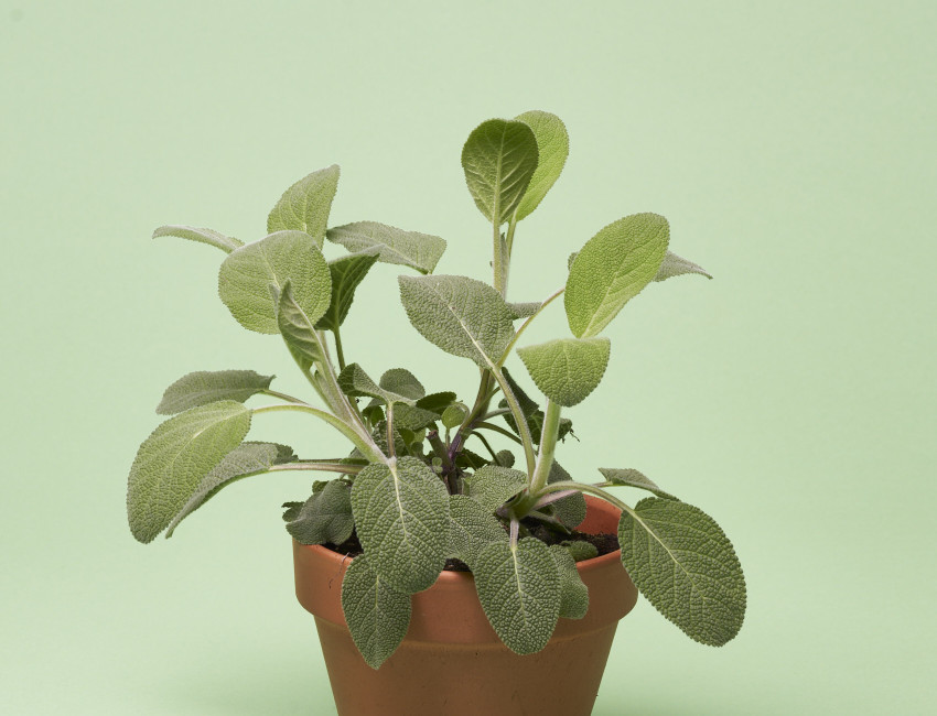 Gartencenter Kremer. Die Naturtalente | Volmary® Salbei ‘Evita® Strong‘