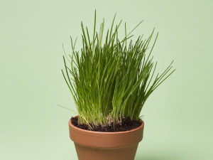 Gartencenter Kremer. Die Naturtalente | Volmary® Schnittlauch ‘Staro’