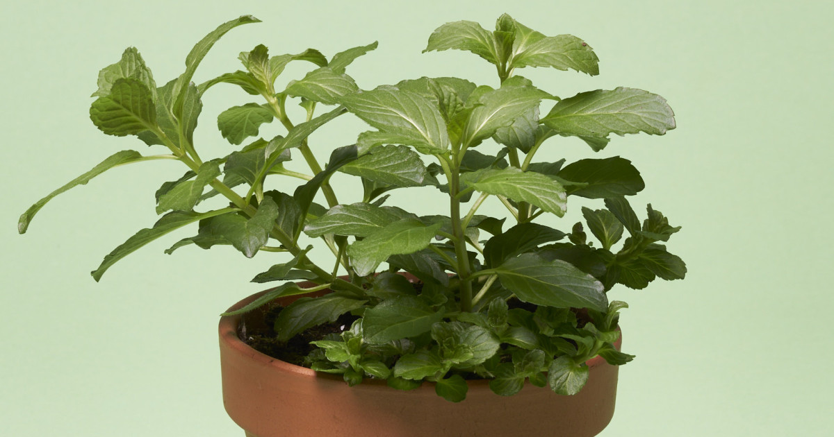Volmary® Schweizer Minze ‘Swiss’ Gartencenter Kremer. Die Naturtalente