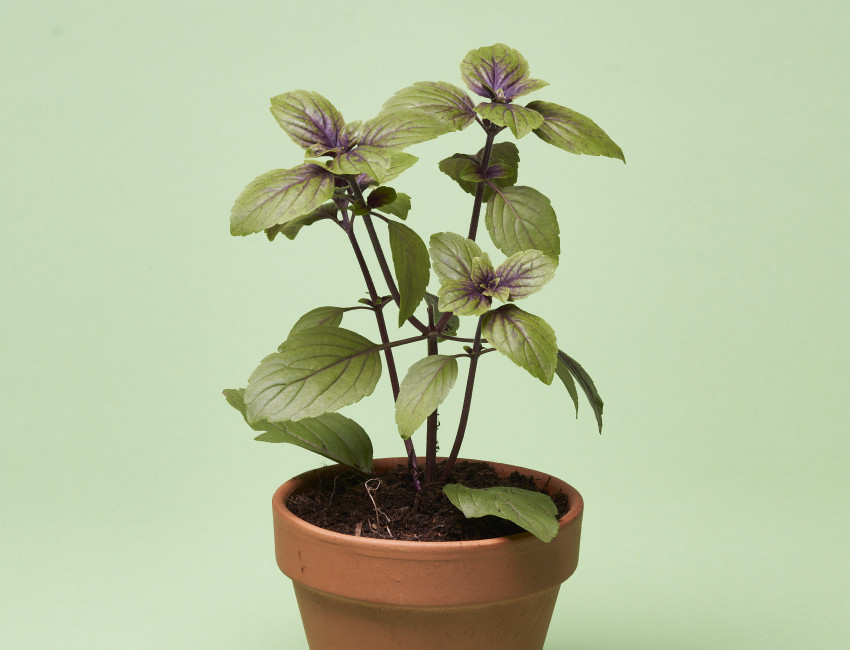 Gartencenter Kremer. Die Naturtalente | Volmary® Strauchbasilikum ‘Magic Blue®’
