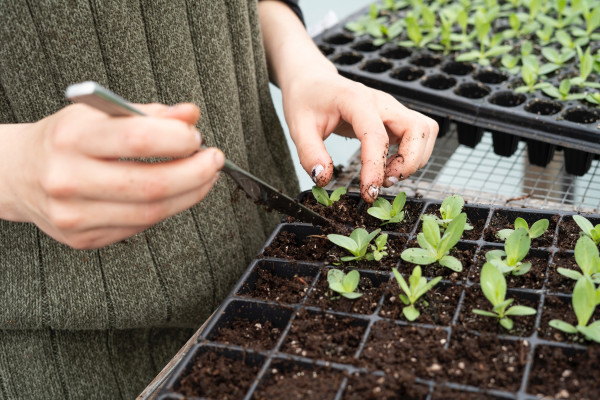 Gartencenter Kremer. Die Naturtalente | Vorziehen