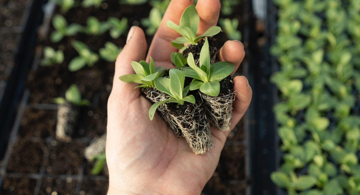 Gartencenter Kremer. Die Naturtalente | Vorziehen