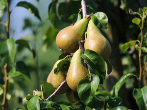 Gartencenter Kremer. Die Naturtalente | Abate Fetel