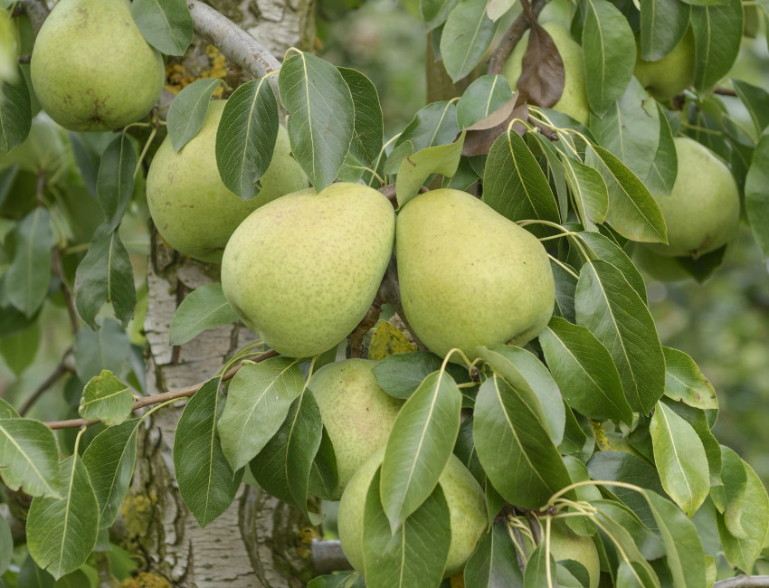Gartencenter Kremer. Die Naturtalente | Alexander Lucas
