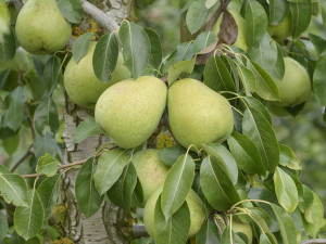 Gartencenter Kremer. Die Naturtalente | Alexander Lucas