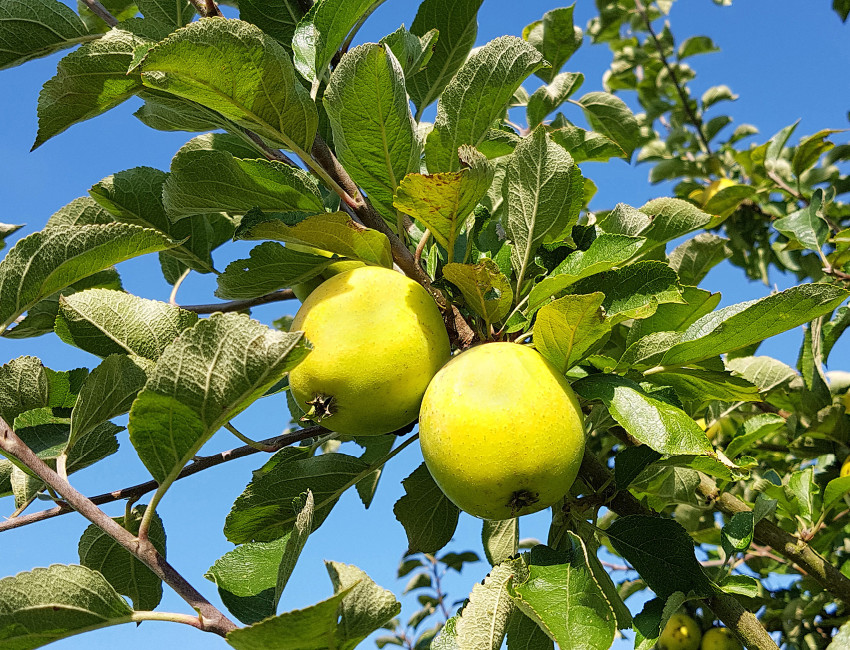 Gartencenter Kremer. Die Naturtalente | Ananasrenette