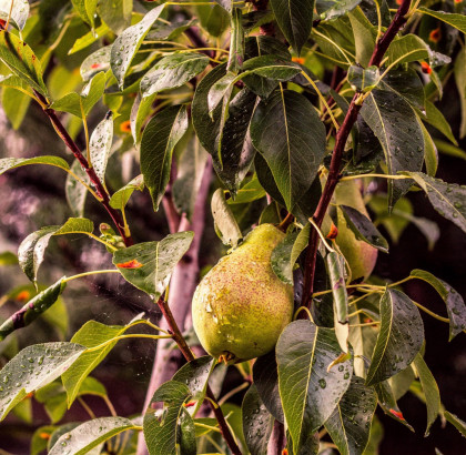 Gartencenter Kremer. Die Naturtalente | Bäume, Sträucher & Hecken