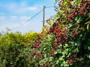 Gartencenter Kremer. Die Naturtalente | Beerenobst