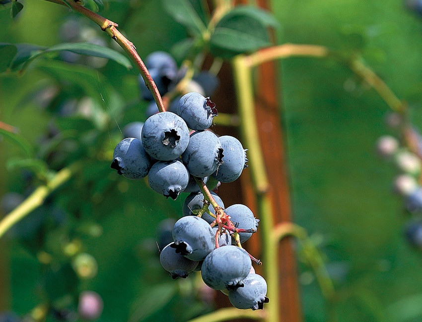 Gartencenter Kremer. Die Naturtalente | Beerenobst