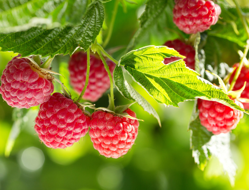 Gartencenter Kremer. Die Naturtalente | Beerenobst