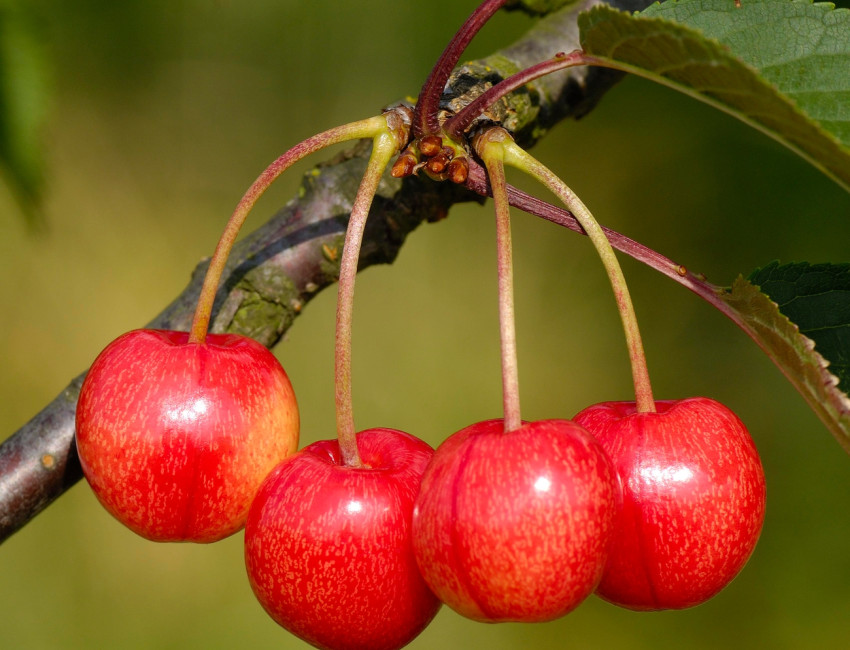Gartencenter Kremer. Die Naturtalente | Büttners Rote Knorpelkische