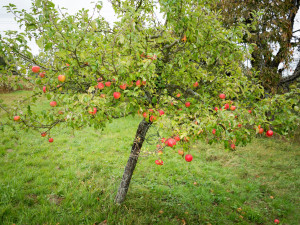 Gartencenter Kremer. Die Naturtalente | Elstar