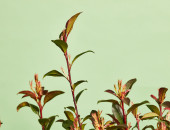 Gartencenter Kremer. Die Naturtalente | Glanzmispel