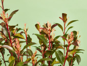 Gartencenter Kremer. Die Naturtalente | Glanzmispel