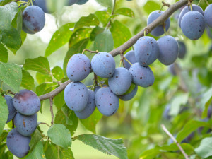 Gartencenter Kremer. Die Naturtalente | Hauszwetsche