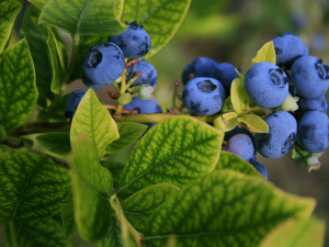 Gartencenter Kremer. Die Naturtalente | Heidelbeere